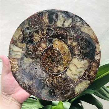 25cm Ammonite Fosilā Šķēle Plāksnes Natura Shell a compassl MADAGASKARA IZRAKTEŅU PARAUGU DZIEDINĀŠANAS apdare